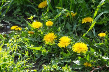 Güzel bahar çiçekleri. Baharda her şey uykudan uyanır. Dışında. İnsanlar olmadan. İnanılmaz doğa.