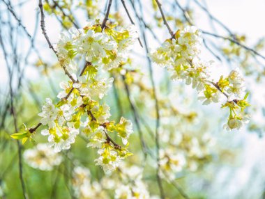 Güzel bahar çiçekleri. Baharda her şey uykudan uyanır. Dışında. İnsanlar olmadan. İnanılmaz doğa.