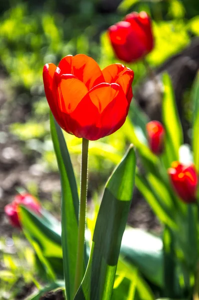 Beautiful spring flowers. In spring everything awakens from sleep. Outside. Without people. Amazing nature.