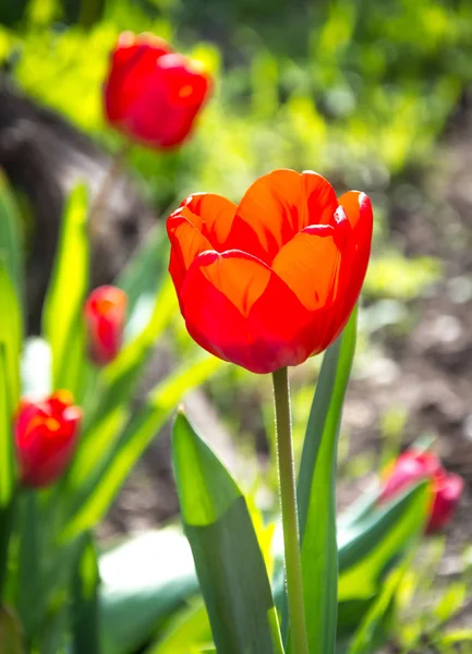 Schöne Frühlingsblumen Frühling Erwacht Alles Aus Dem Schlaf Draußen Ohne — Stockfoto