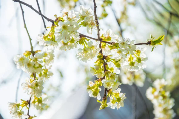 Beautiful spring flowers. In spring everything awakens from sleep. Outside. Without people. Amazing nature.