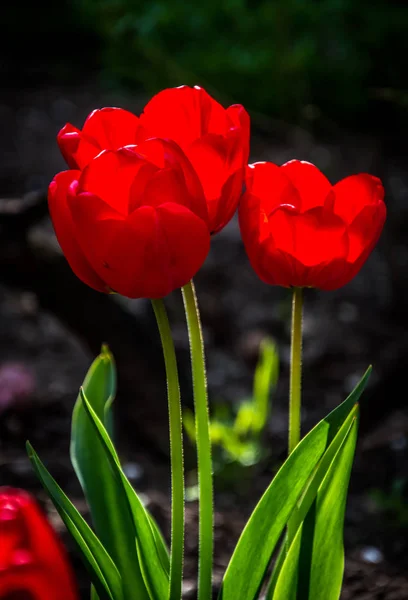 Schöne Frühlingsblumen Frühling Erwacht Alles Aus Dem Schlaf Draußen Ohne — Stockfoto