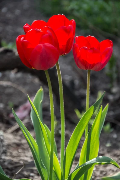 Schöne Frühlingsblumen Frühling Erwacht Alles Aus Dem Schlaf Draußen Ohne — Stockfoto