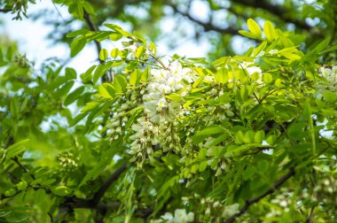 Odesa city, Ukrayna, 19 Mayıs 2019. Olay 