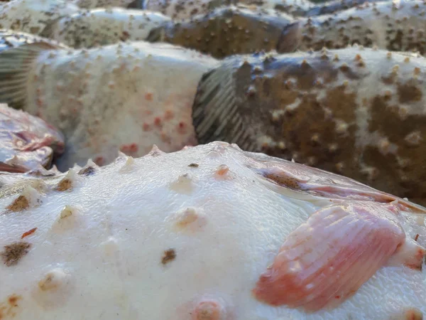 Flounder is the flattest fish with an unusual skin surface. Market. Food.