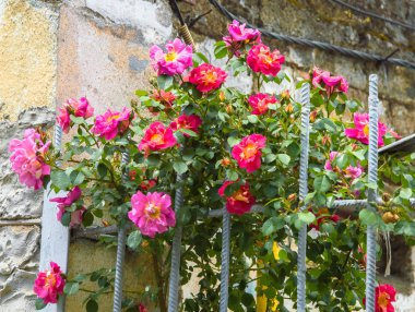 Güzel çiçek çok renkli güller.