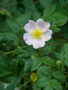 yabani gül çiçekleri. 