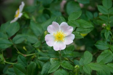 yabani gül çiçekleri. 