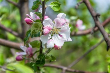 Güzel yaz elma çiçekleri. 