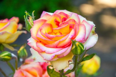 Şaşırtıcı güzel güller.