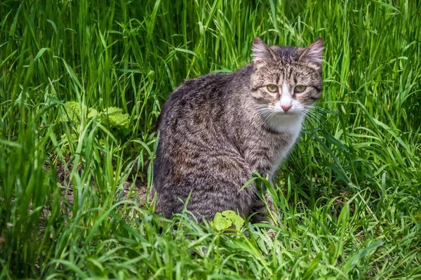 Un gato en la hierba — Foto de Stock