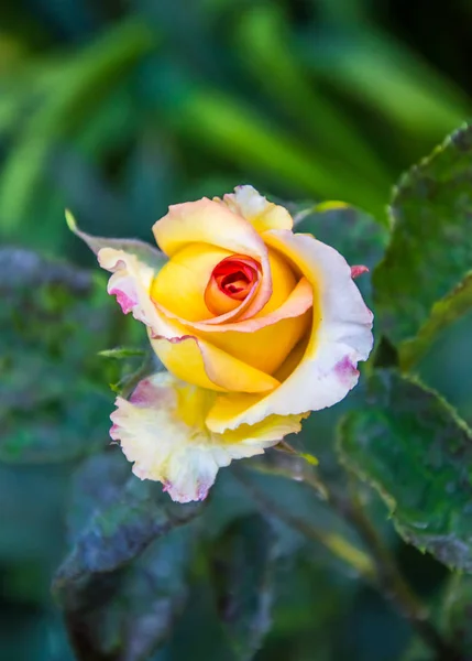Atemberaubend schöne Rosen. — Stockfoto