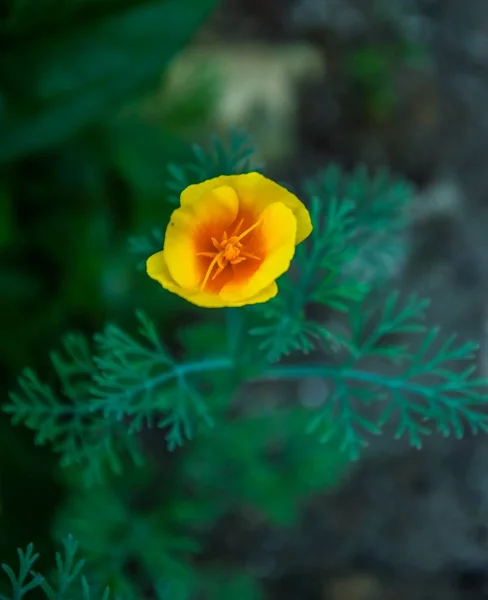 美しい夏の花. — ストック写真