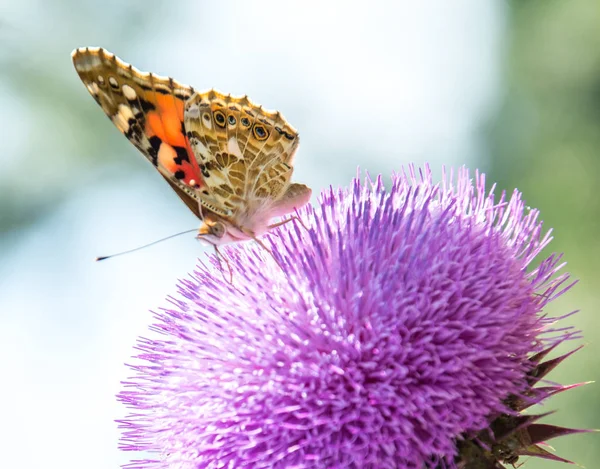 蝶は最も驚くべき生き物の一つです. — ストック写真