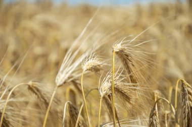 Altın buğday tarlaları. 