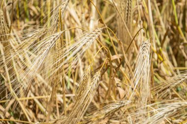 Altın buğday tarlaları. 