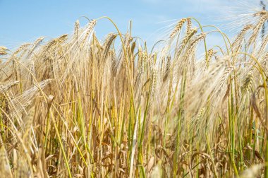 Altın buğday tarlaları. 