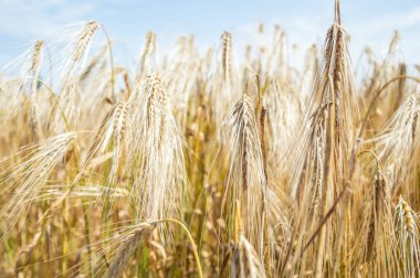 Altın buğday tarlaları. 