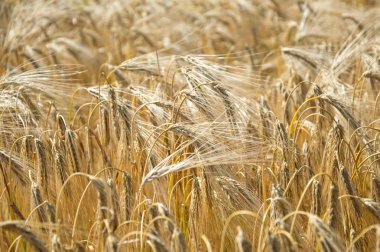 Altın buğday tarlaları. 