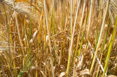 Altın buğday tarlaları. 