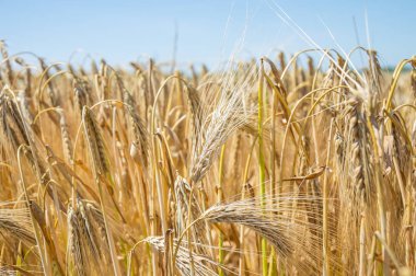 Altın buğday tarlaları. 