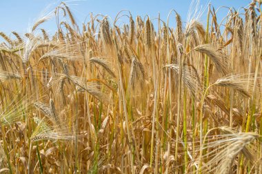 Altın buğday tarlaları. 