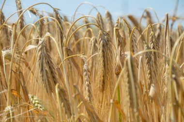 Altın buğday tarlaları. 