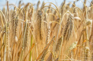 Altın buğday tarlaları. 