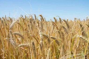 Altın buğday tarlaları. 