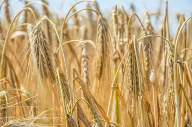 Altın buğday tarlaları. 