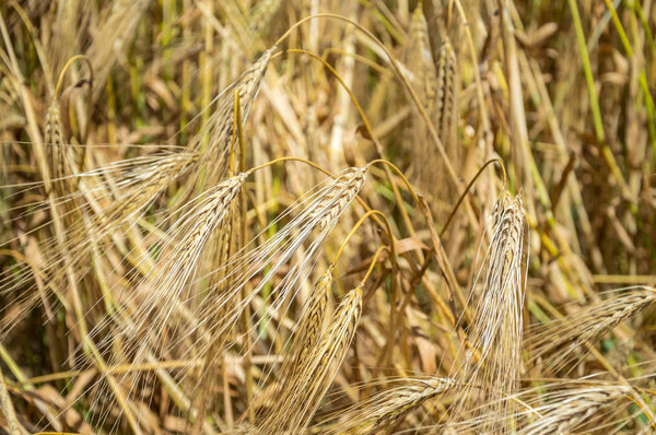 Золотые поля пшеницы
. 