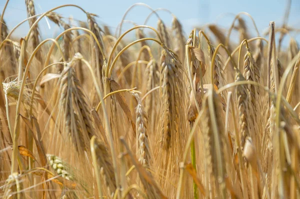 Altın buğday tarlaları. 