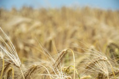 Altın buğday tarlaları. 