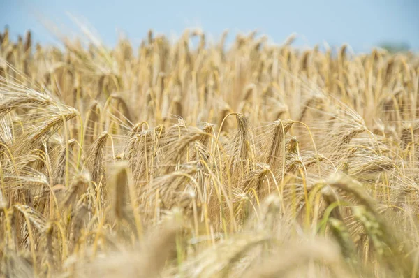 Золотые поля пшеницы . Лицензионные Стоковые Фото