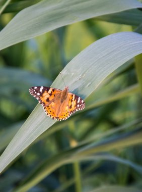 Kelebekler en şaşırtıcı yaratıklardan biridir.