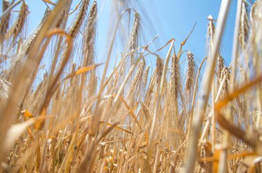 Altın buğday tarlaları. 