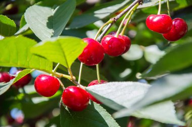 Yapraklı bir ağaçta kiraz. 