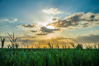 Tarlalar üzerinde güzel gün batımı. Yeşil arka plan. 