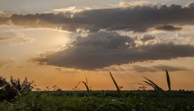 Tarlalar üzerinde güzel gün batımı. Yeşil arka plan. 