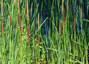 Yapraklı sazlık tohumları. Yeşil arka plan. 