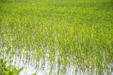 Ukrayna'nın pirinç tarlaları kanallardan sulanır 
