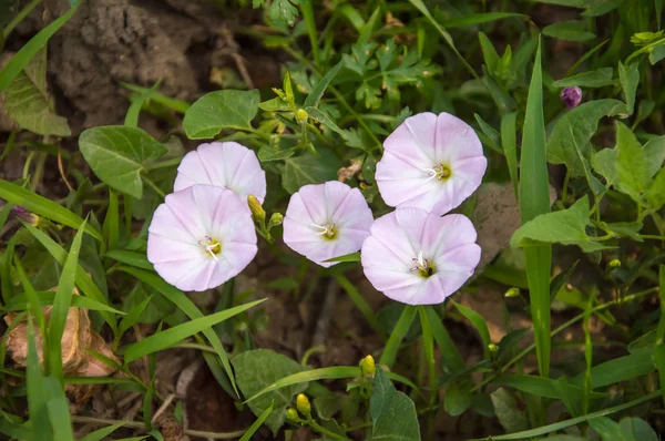 Fleurs violet clair d'une plante qui serpente autour de pla cultivé — Photo