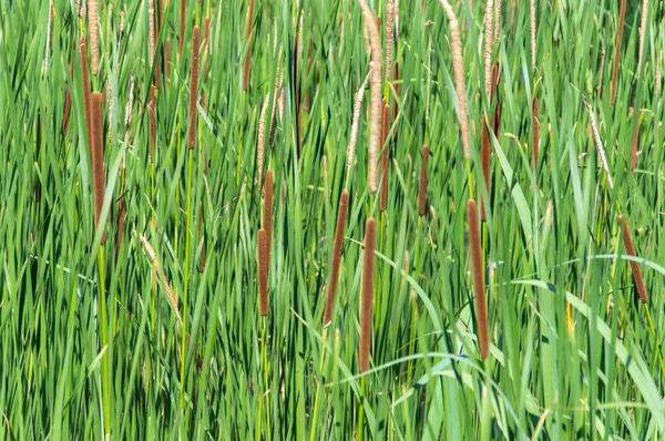 Sementes de juncos com folhas. Fundo verde . — Fotografia de Stock