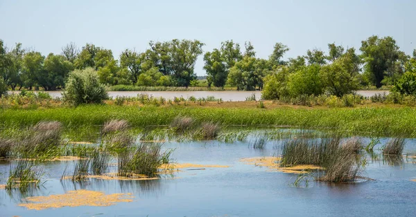 Die erstaunliche Natur der Donau. — Stockfoto