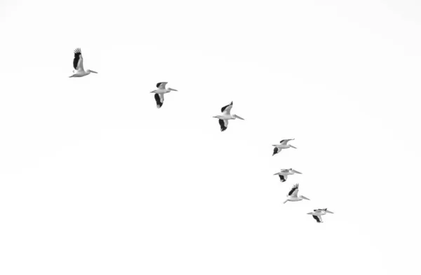 En flock flygande pelikaner — Stockfoto