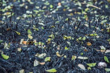 Parkta yanmış çimenler. 