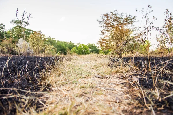 Verbrand gras in het Park. — Stockfoto