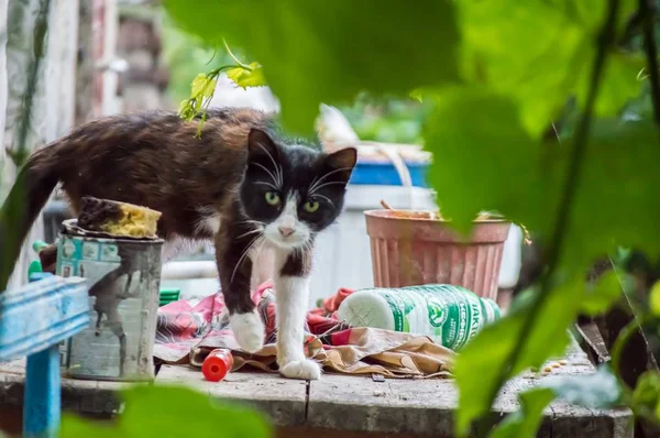 Gato en un entorno rústico . — Foto de Stock