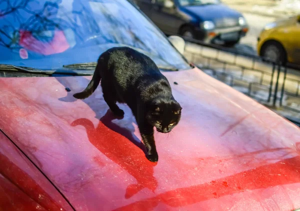 Gato negro caminando sobre la capucha de un coche rojo . — Foto de Stock