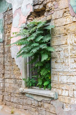 Pencerede eski bir terk edilmiş bina hangi büyüyen bir ağaç.